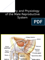 Anatomy and Physiology of The Male Reproductive System