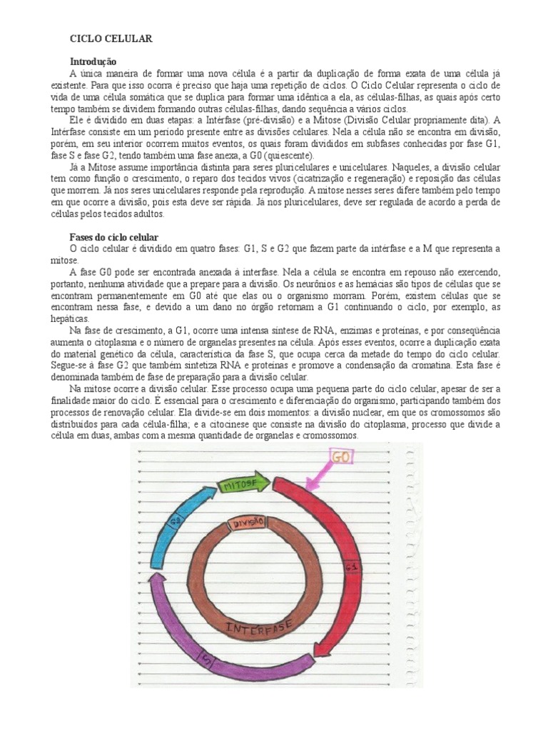 Ciclo Celular e Pontos | Ciclo de Célula | Mitose