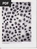 Capítulo 17 - El Ciclo de División Celular