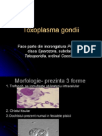 Toxoplasma Gondii, Pneumocistis Carini, Criptosporidium Parvum