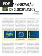 Revista Biotecnologia- Cloroplastos