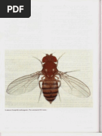 Capítulo 21 - Mecanismos Celulares Del Desarrollo