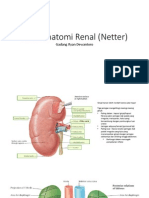 Atlas of Renal Anatomy (Netter)