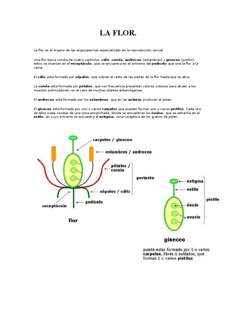 Partes y tipos de flores en plantas | PDF | Flores | Interacciones ...