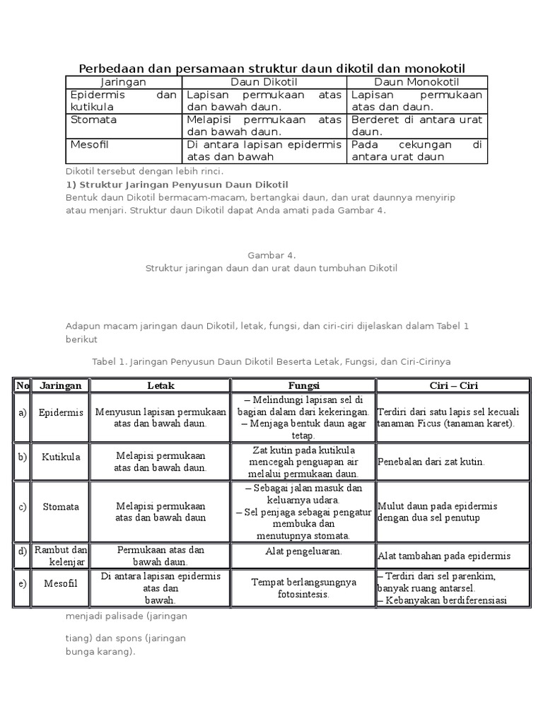 Perbedaan Dan Persamaan Struktur Daun Dikotil Dan Monokotil