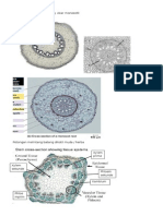 Gambar anatomi jaringan tumbuhan