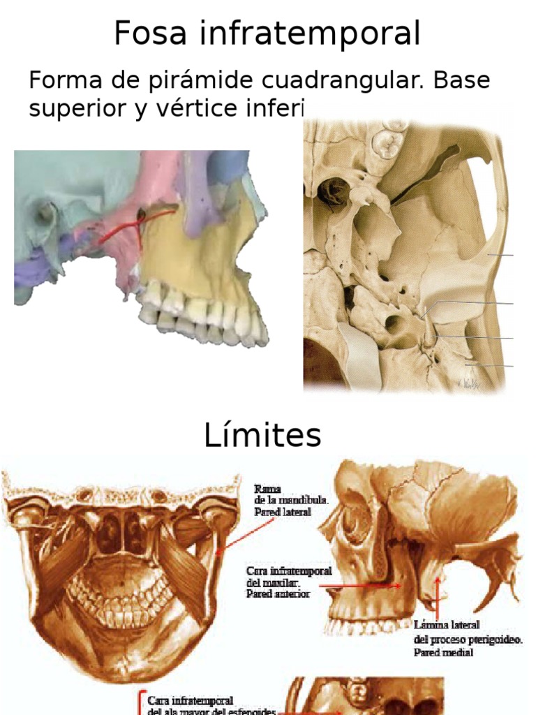 Anatomía de la Fosa Infratemporal | PDF | Estudios de idiomas extranjeros