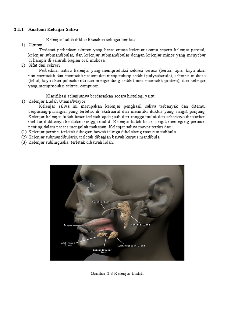 Anatomi Kelenjar  Saliva Anatomi Kelenjar  Saliva