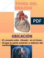 Anatomía Del Corazón