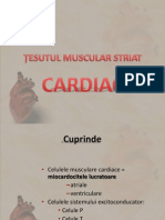 Muscle Tissue 