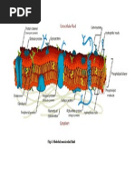 Modelul Mozaicului Fluid