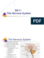 Nervous System (Review)