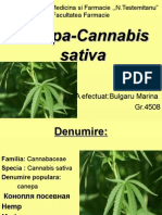 CINEPA Cannabis 