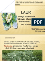 Laur Datura