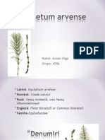 Coada Equisetum A.