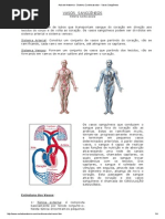 Aula de Anatomia - Sistema Cardiovascular - Vasos Sangüíneos