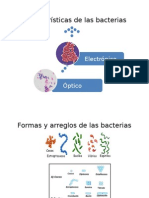 Caracteristicas de Las Bacterias