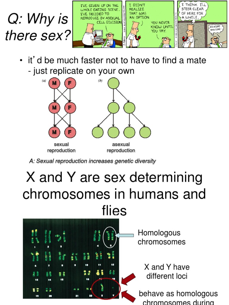 Understanding Sex Determination and Genetics | PDF | Science & Mathematics