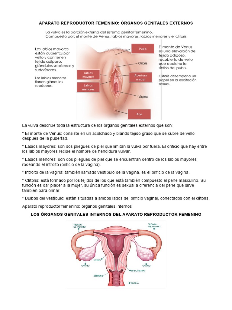 APARATO REPRODUCTOR FEMENINO