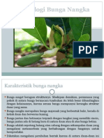 Download Ppt Morfologi Buah Nangka by azizi SN259075303 doc pdf