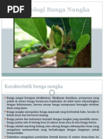 Download Ppt Morfologi Buah Nangka by azizi SN259075303 doc pdf