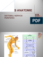 Sistemul Nervos Periferic