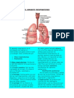 El Aparato Respiratorio