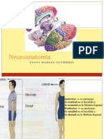 Neuroanatomía Básica