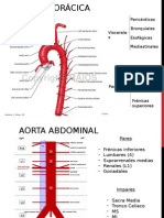 Aorta