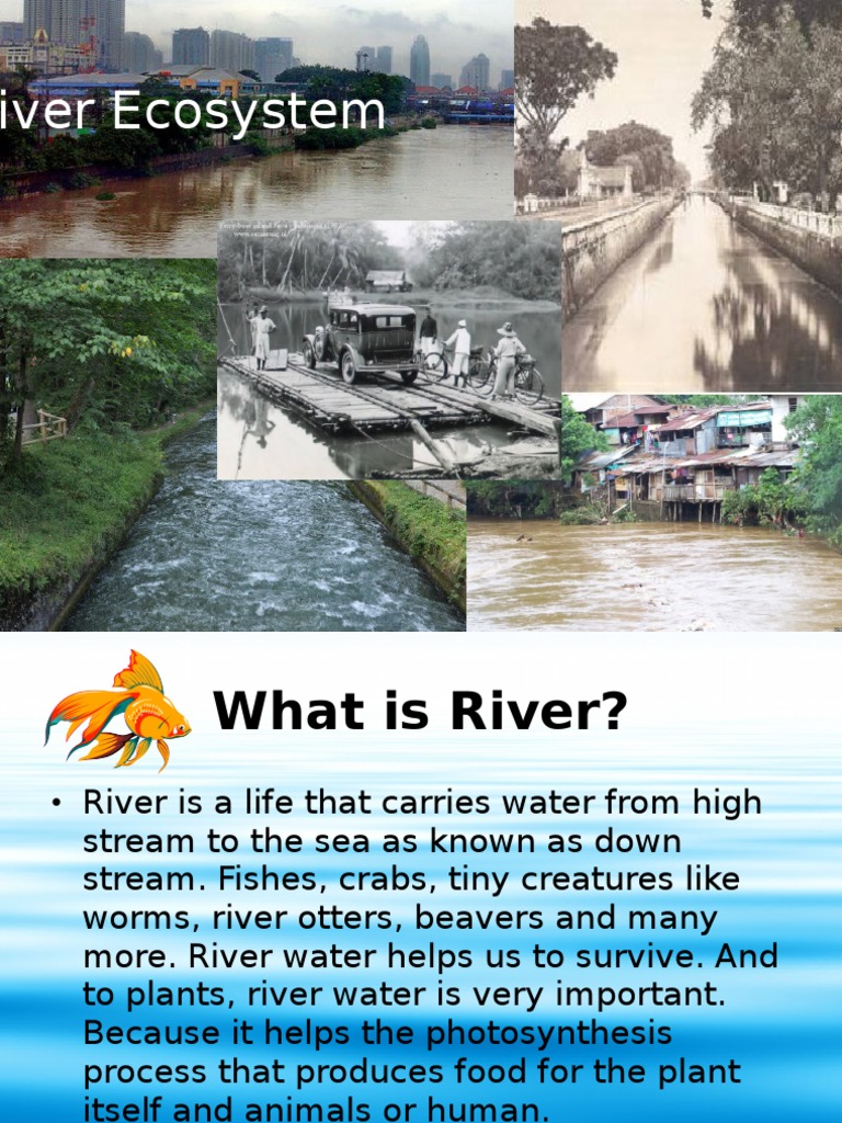 River Ecosystem | PDF | River | Sea