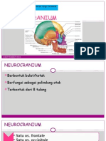 L3 Neurocranium