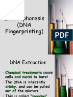 gel electrophoresis (dna fingerprinting)