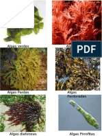 Algas Verdes, Rojas, Pardas, PArdodoradas, Pirrofitas, Etc