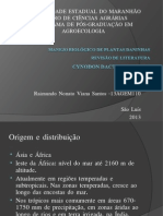 Seminário BMPD-Cynodon Dactylon 97-2003