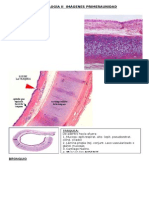 Histologã-A II Imã-genes Primera Unidad Xxx