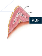 Adrenal