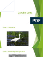 Birds in Danube Delta
