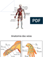 Anatomia das veias e artérias
