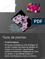 Tipos de Plantas