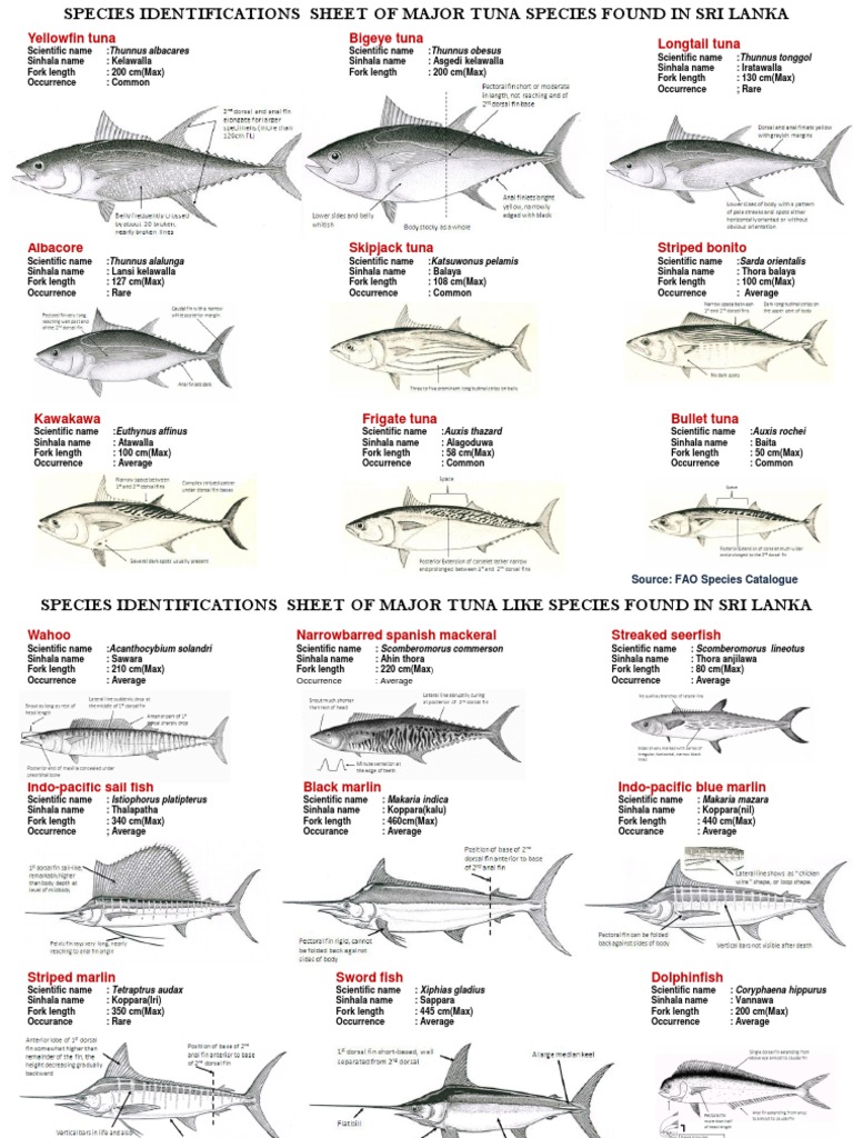Tuna Identification Sheet 20130218 Rev 3 Tuna Perciformes