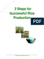 12 Steps For Successful Rice Production