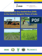 guidelines-for-dry-seeded-rice-dsr-in-the-eastern-gangetic-plains-of-india