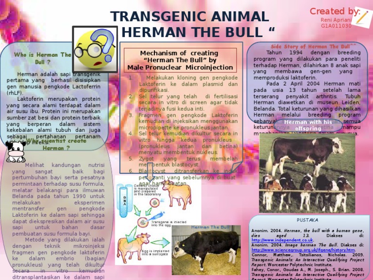 Herman The Bull: Sapi Transgenik Pertama | PDF | Kesehatan Holistik ...