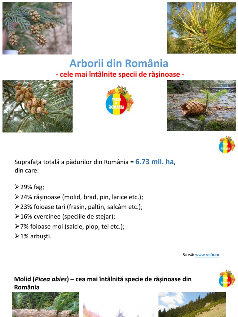 Padurile Din Romania Rasinoase