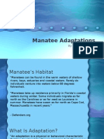 Manatee Adaptations Powerpoint