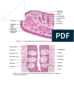 Gambar Histologi