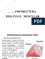 Structura Tesutului Muscular