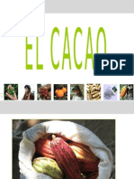 Cacao Basico