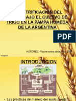 Desnitrificacion Del Suelo Bajo El Cultivo de Trigo