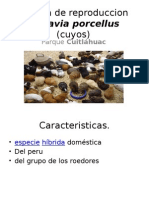 Tecnica de Reproduccion en Cavia Porcellus (Cuyos